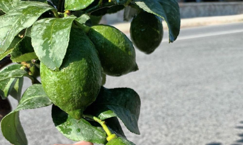 Дърво лимон и дърво портокал