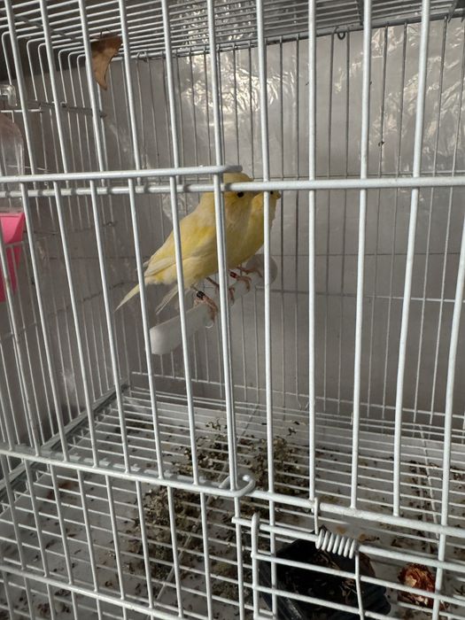 Канарейки продам или ообмен