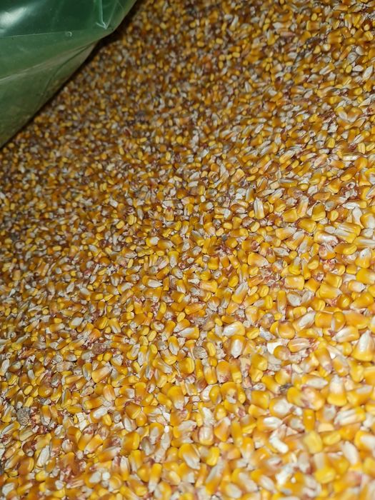 Vand porumb Românesc