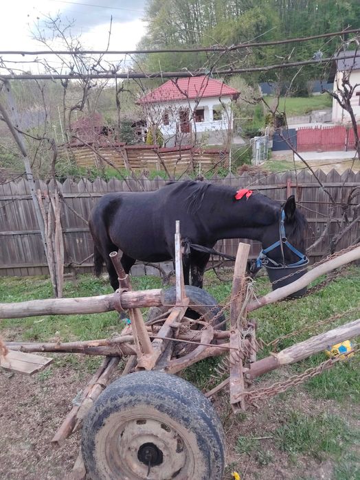 Iapă cu mânz de o săptămână și o mânză de un an de vânzare