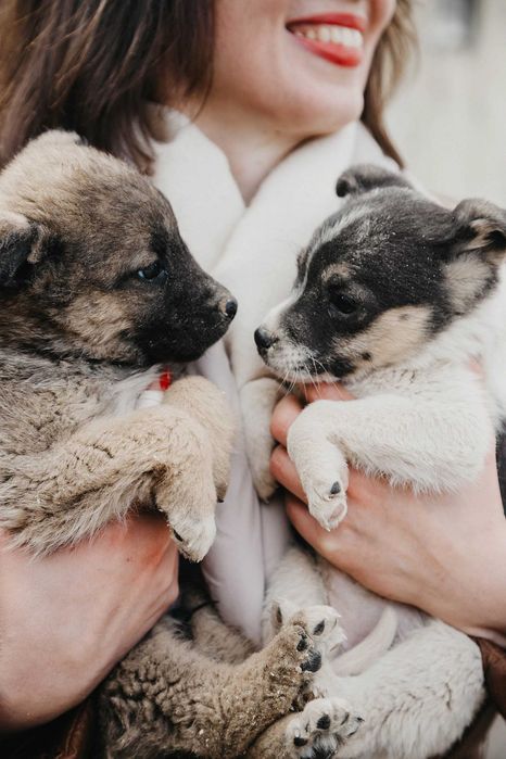 Отдаем в добрые руки щенков