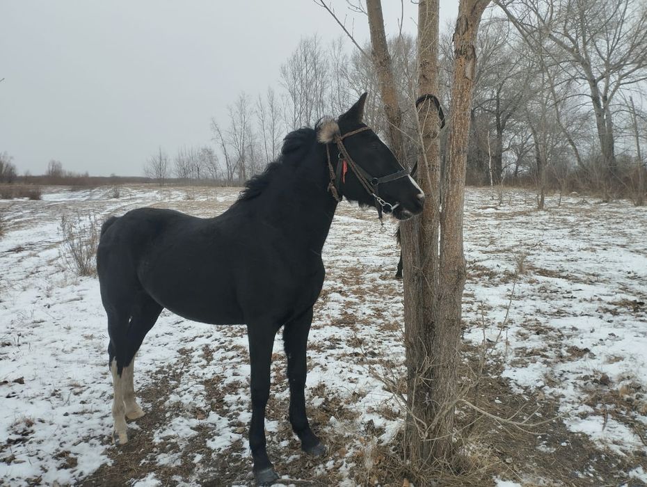 Кобыла полукровка