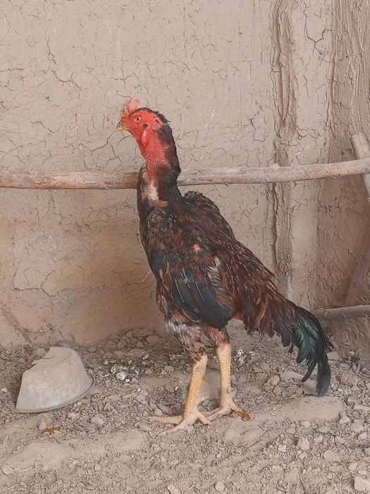 Dakan xoroz sotiladi
