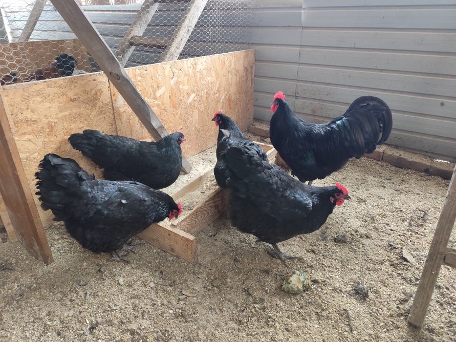 Familie australorp negru