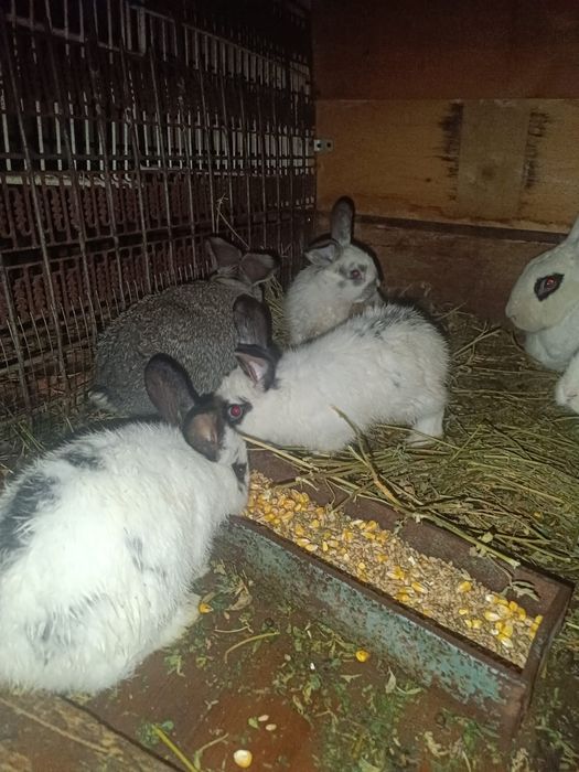 Vând iepurași sănatosi