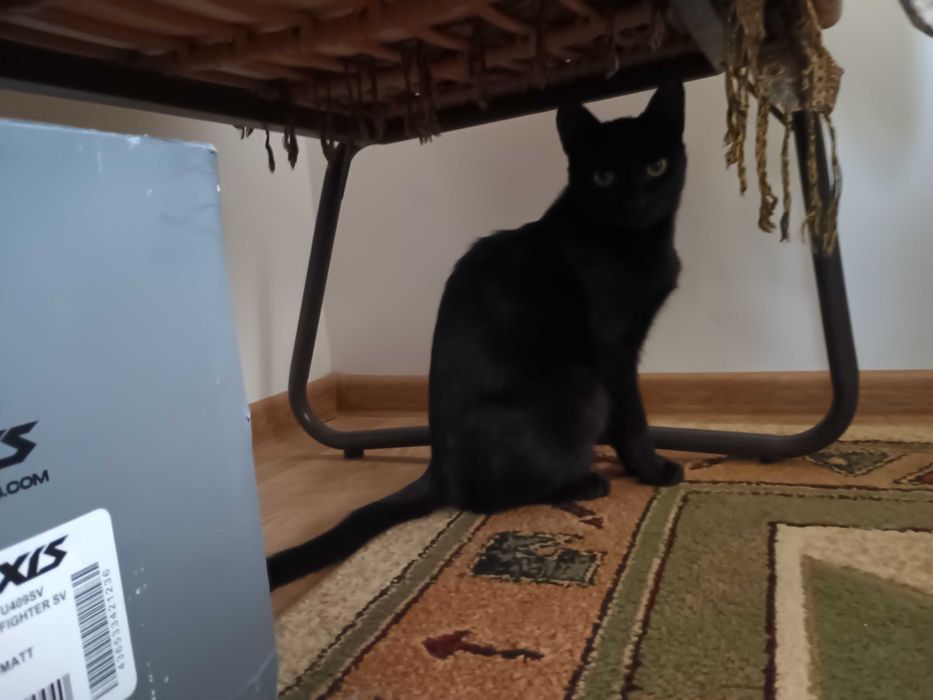 Dau pentru adoptie pisica neagra