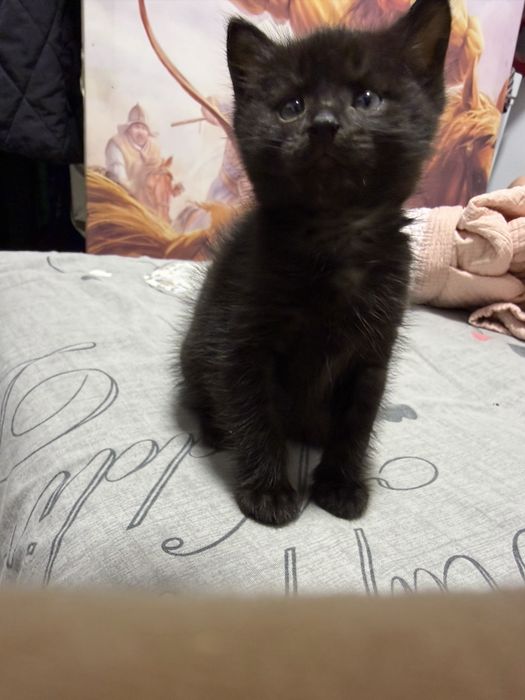 Котята ( кошки) животные