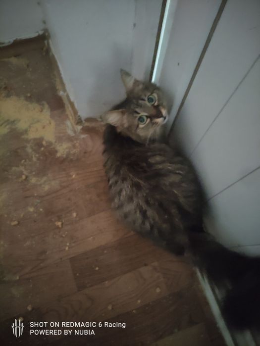 Отдам в добрые руки
