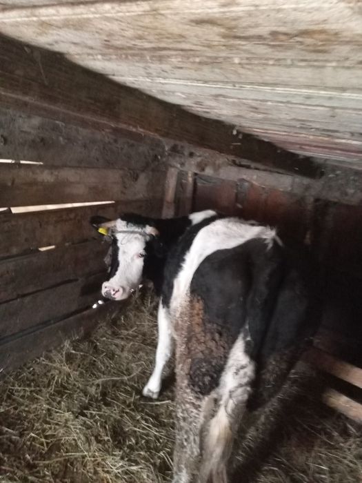 Vând junică 2.5 ani