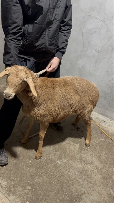 Qo’chqorlar sotiladi