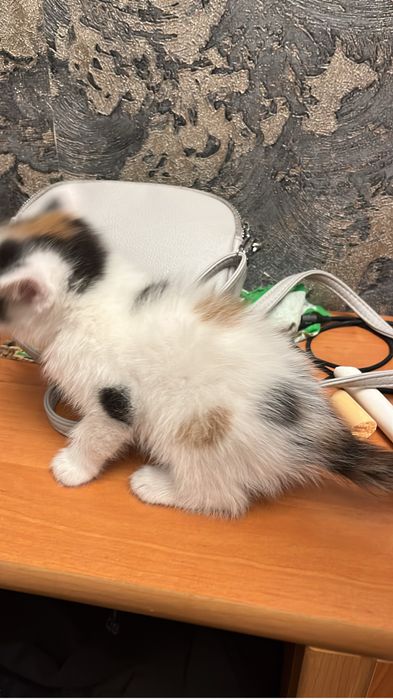 Кошечка умная ходит на латок