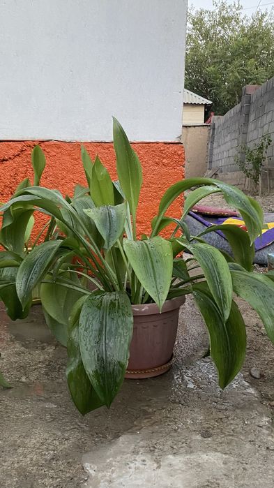 Гүлдер сатылады