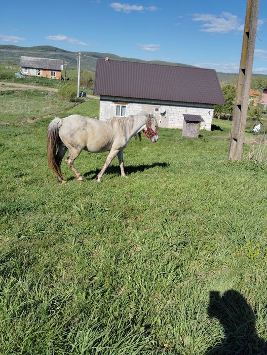 Vând iapa pună blnda