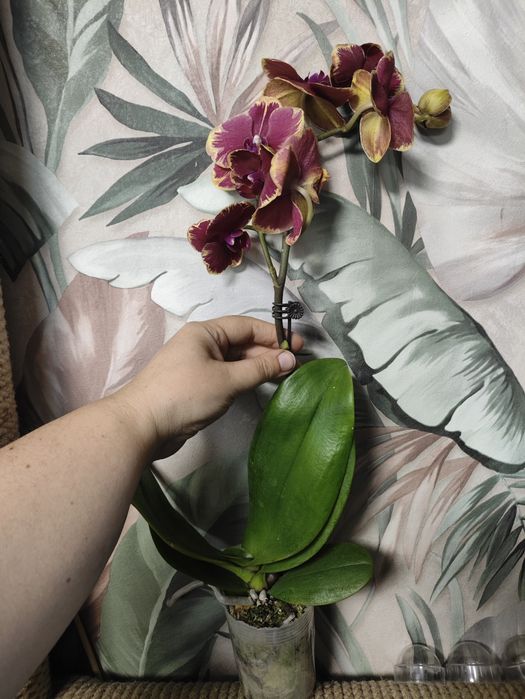 Орхидеи в подарок