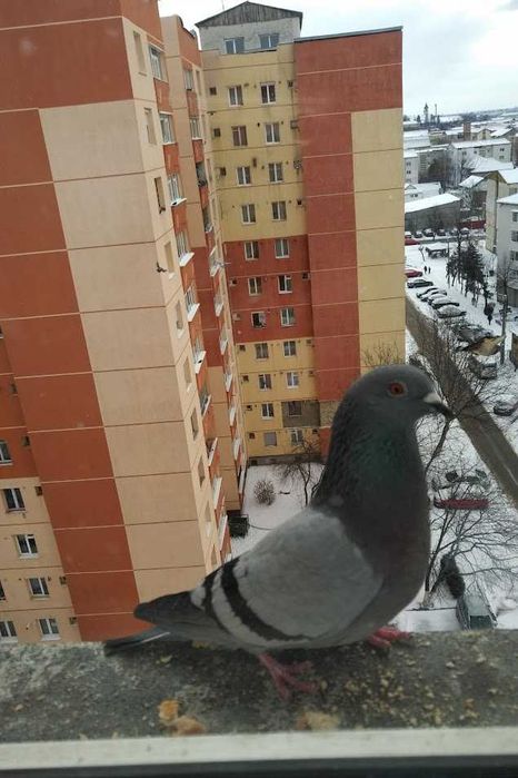 Inchiriez apartament 4 camere, Bl H4, B-dul Traian