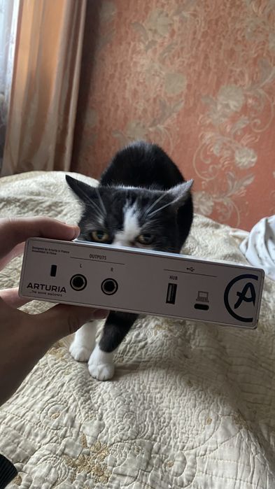 Arturia Minifuse 1 Аудиокарта