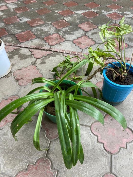 домашние цветы