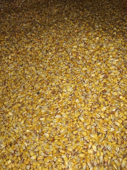 Grăunte soi KWS recolta 2025