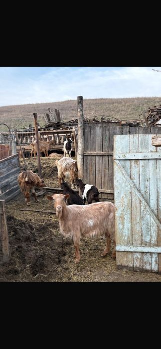 Vând urgent capre!!!