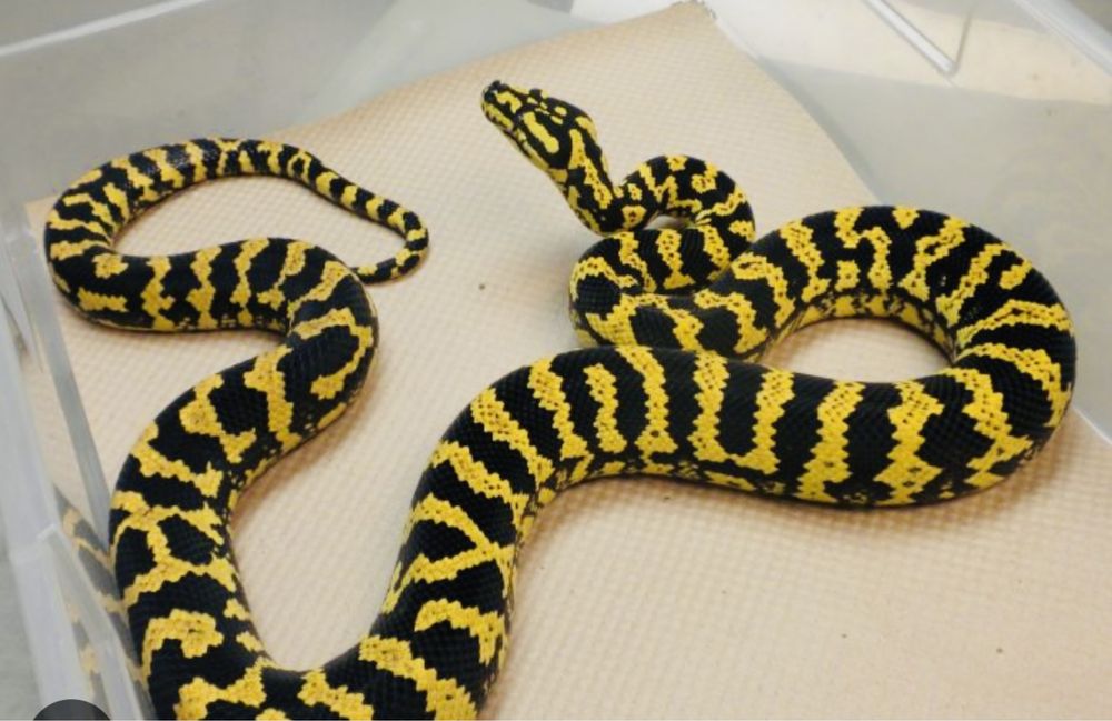 Шоу программа Фактор страха.,Кажется нащупал