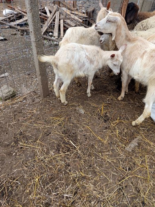 Vând iede de anul trecut și capre