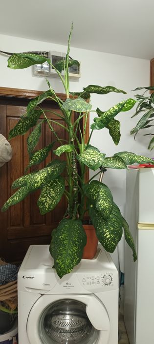 Plante de apartament