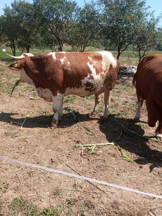 Juninci la prima fatare bine intretinute, blande, cu sau fara vitei