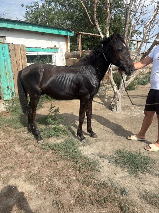 Еркек  тай сатылады