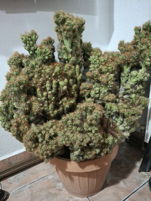 Cactus monstera cactus