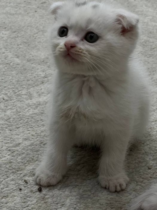 Мушук скодиш флот и страет