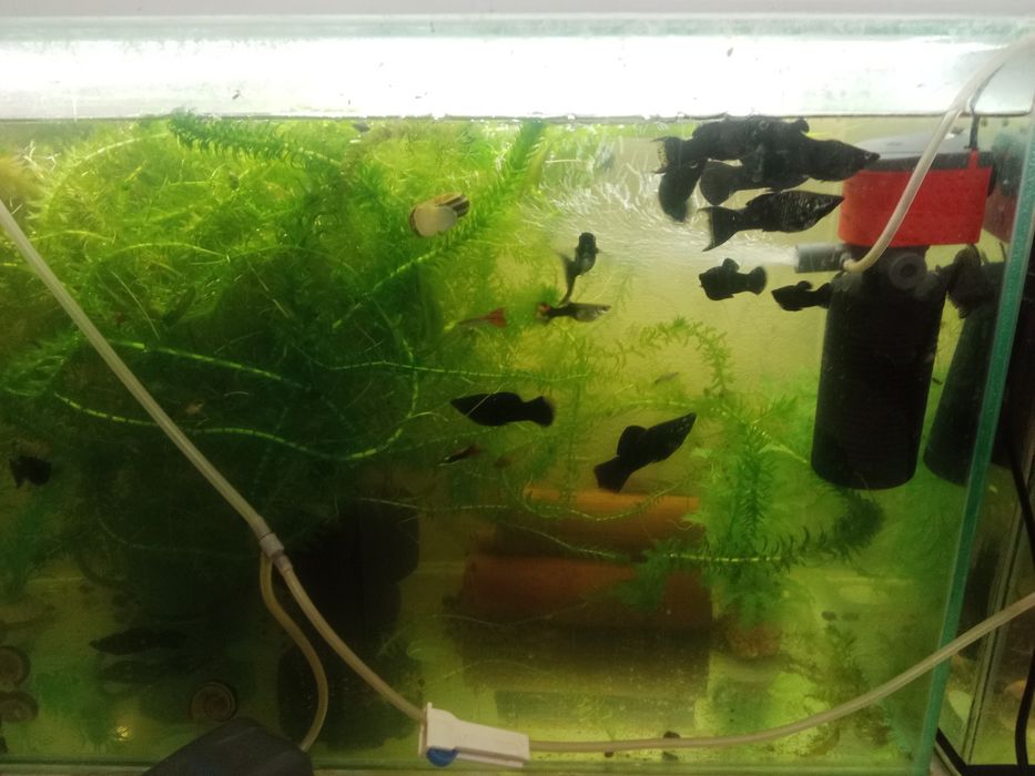 Аквариумы,рыбки,растения