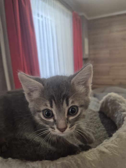 Пордистые котята