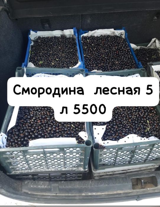 Лесная смородина сладкая