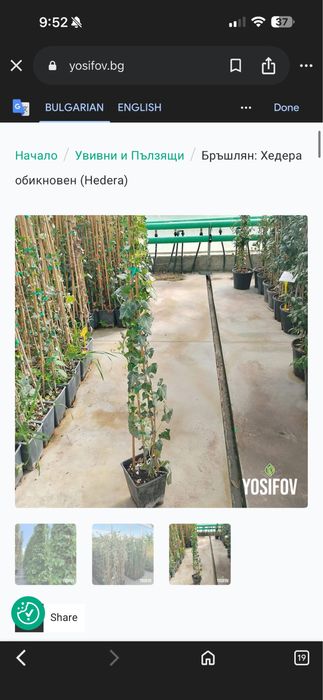 Дървени дръжки дъб 160мм.