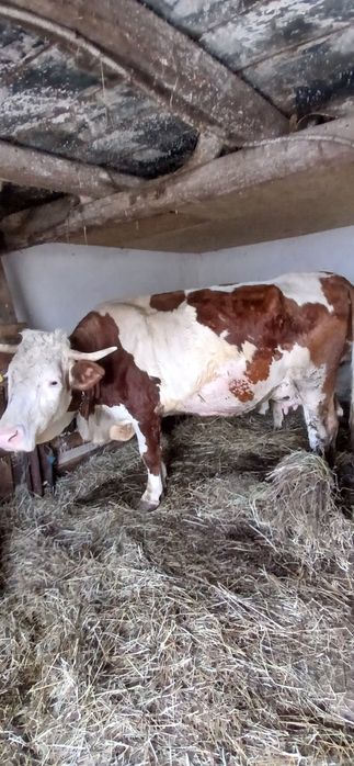 Vaca cu vițel de vânzare