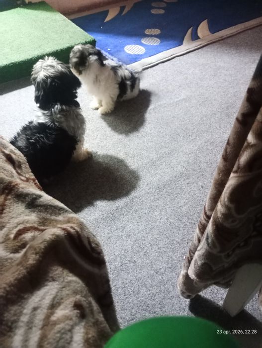 Pui de de catel situ de vânzare