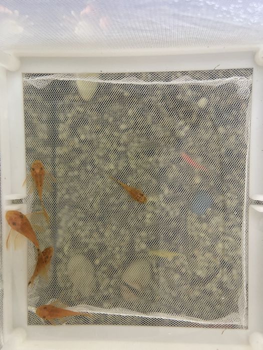 Анциструс вуалевый леопард номерные сомы LDA-016