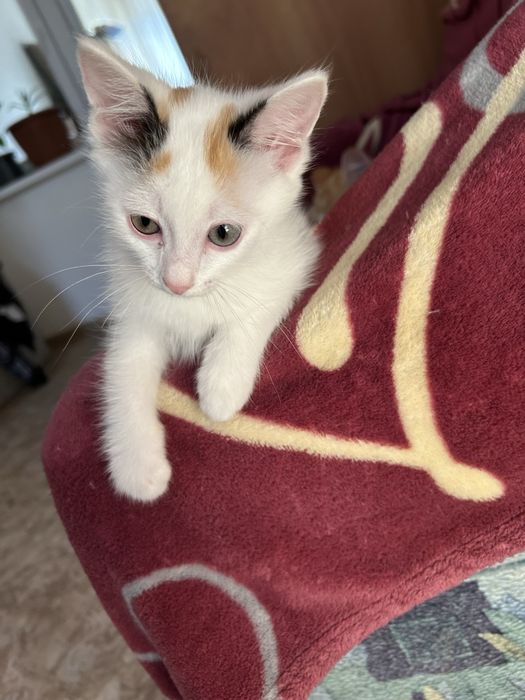 Отдам милого котенка в добрые руки