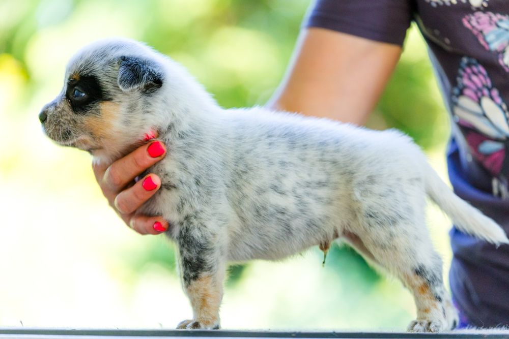 Australian Cattle Dog mascul