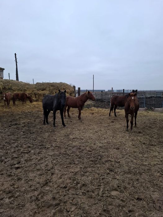 14 бас жылқы сатылады