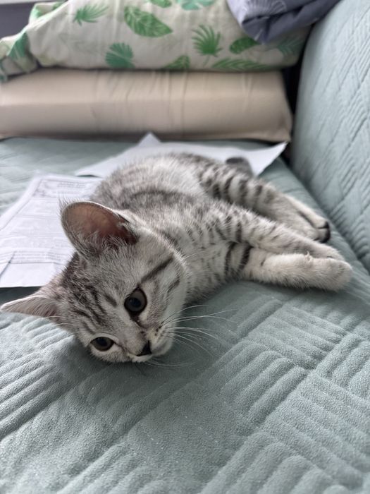 Котенок скоттиш страйт