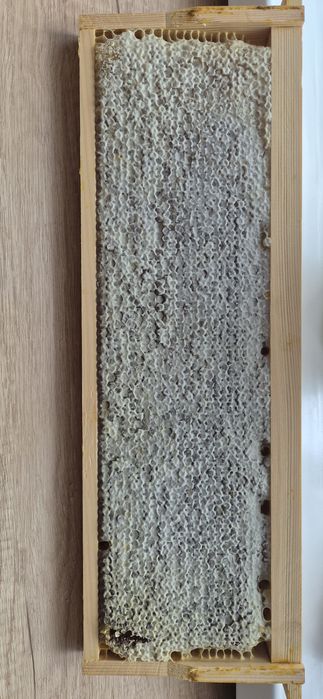 Продам мёд в сотах