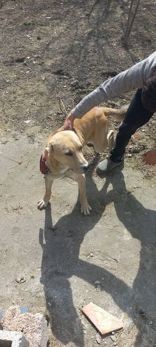 Алабай сабака