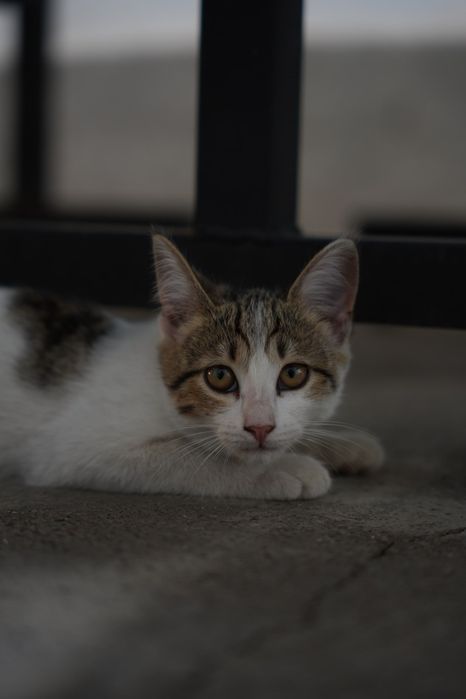 Котики(миленькие) и кошка(мама)