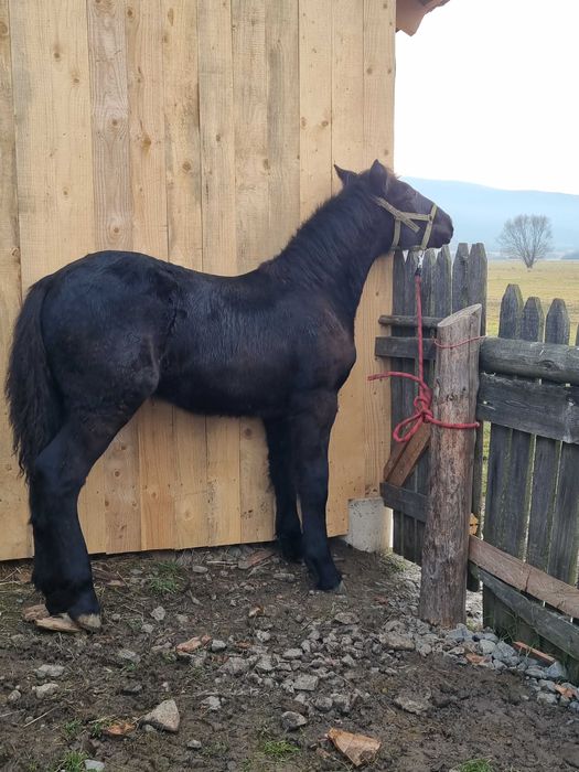 Mânză neagră de 6 luni