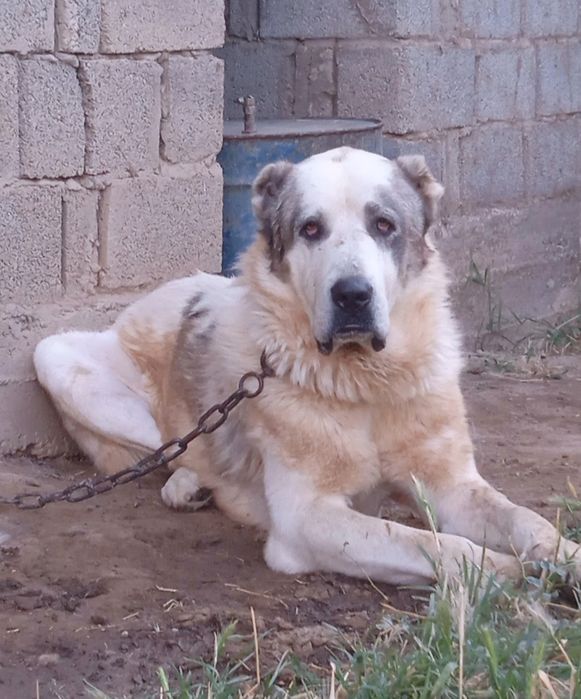 Алабай в добрые руки