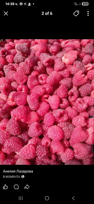 Продавам Разсад ягоди и малини