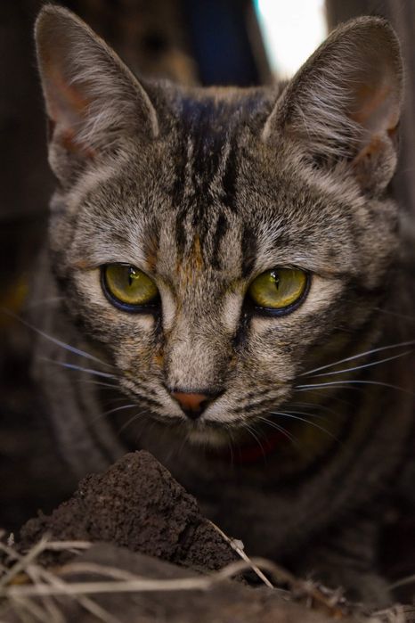 Nikon D3500 -Cameră foto digitală în stare foarte bună