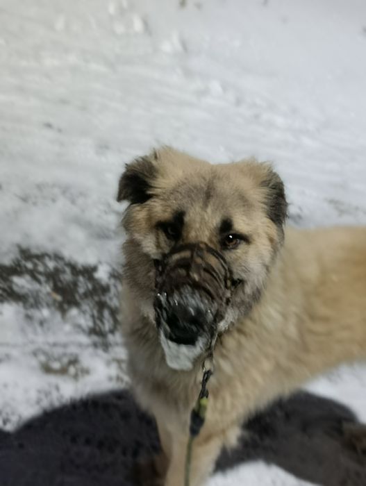Выгуляю вашу собаку!