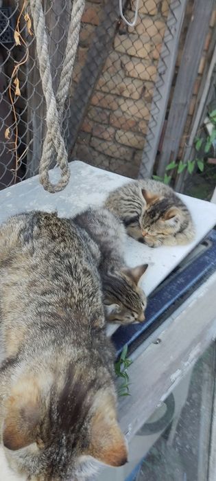 Отдам котят в добрые руки